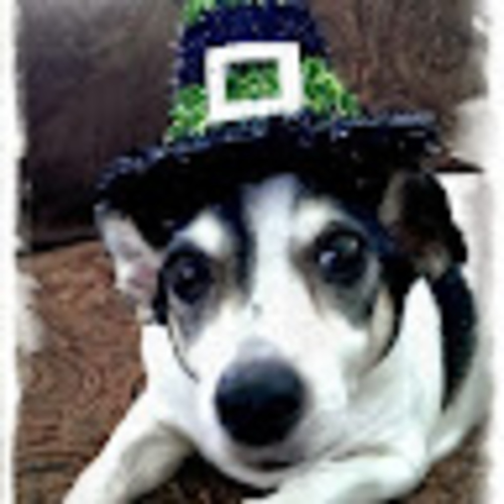 Meet your Posher, Ginger